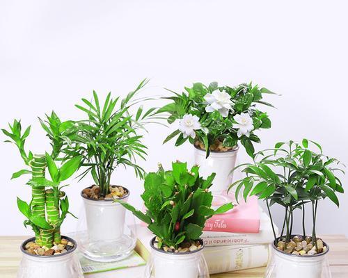 水培植物的益处与适宜种类（从环保到美观，水培植物成为首选；探究哪些植物最适宜水培？）