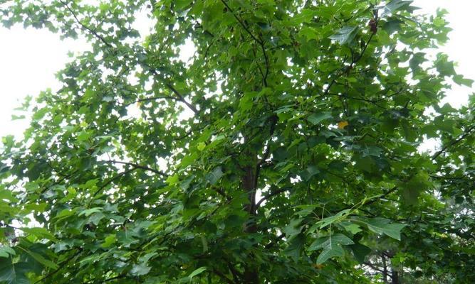 梧桐树的特点和作用（探究这种神秘的树种，发现它的独特之处）