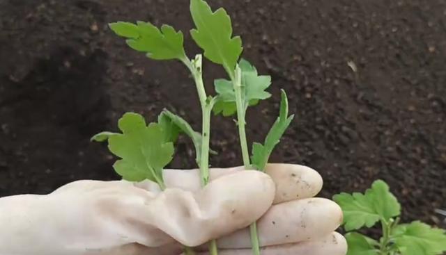 菊花繁殖方法（从种子到扦插，教你养殖菊花的技巧）