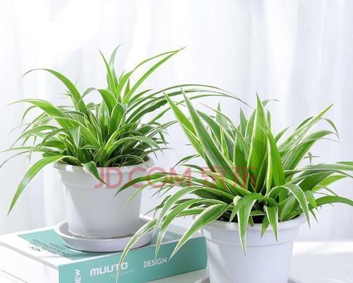 甲醛清除利器——这些植物最有效！（打造健康家居，从植物开始；植物净化空气，让生活更健康）