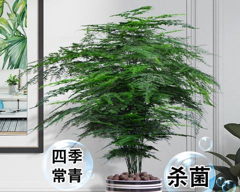 甲醛清除利器——这些植物最有效！（打造健康家居，从植物开始；植物净化空气，让生活更健康）