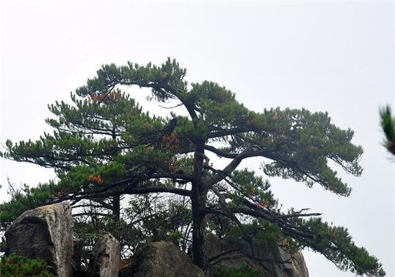 探秘松树的特点（从树冠到根系，了解松树的种种奥秘）