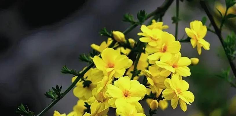 迎春花盛开，春天已到（迎春花的特点与赏花方式）