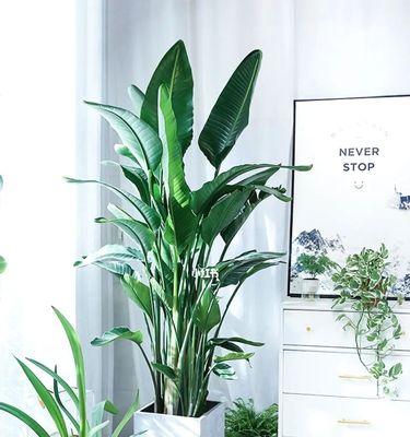 室内绿植（适合室内的8种绿植推荐，让家居生活更加自然）