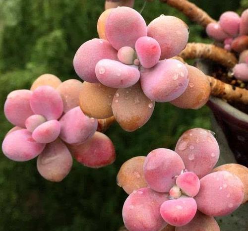 如何正确养护冬天的桃蛋植物（注意水分控制，保持适宜温度）