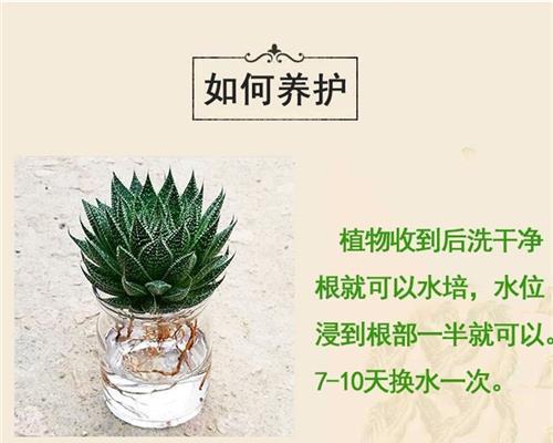 芦荟水培技术要点（掌握技巧，让芦荟生长更健康）