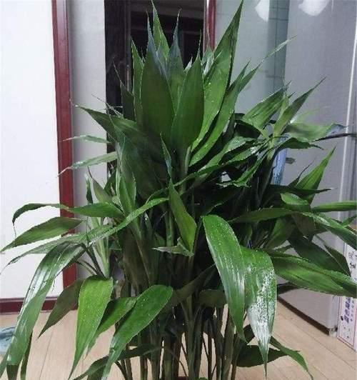 打造富贵竹的新境界（从栽培到管理，一步步做好富贵竹）