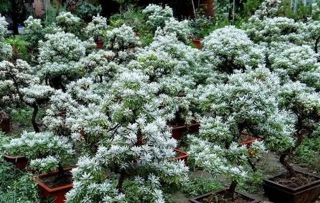 芙蓉菊的养殖方法（打造秋季花坛的佼佼者）