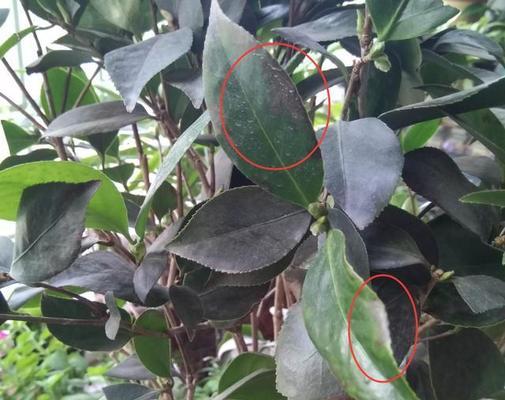 养殖茶花叶斑病的防治方法（掌握这些关键点，让你的茶花健康成长）