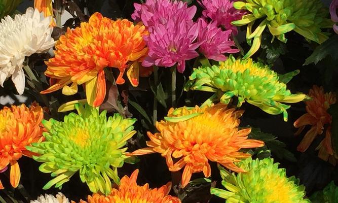 菊花种类大全（全面了解菊花的分类和品种）