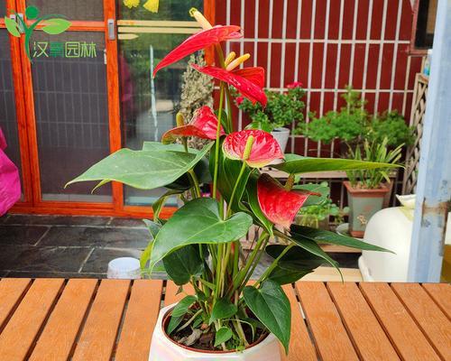 红掌花的家庭养法（打造繁花似锦的家居花园）