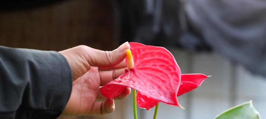 红掌花的家庭养法（打造繁花似锦的家居花园）
