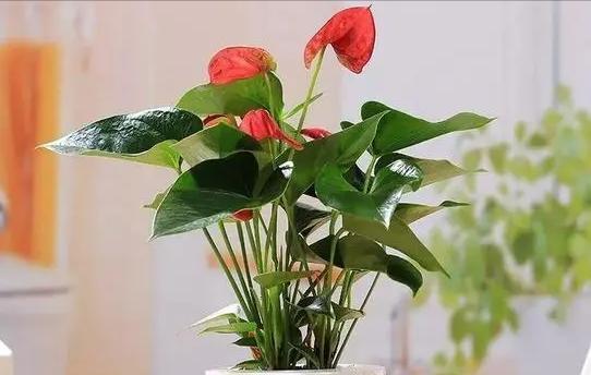 红掌花的家庭养法（打造繁花似锦的家居花园）