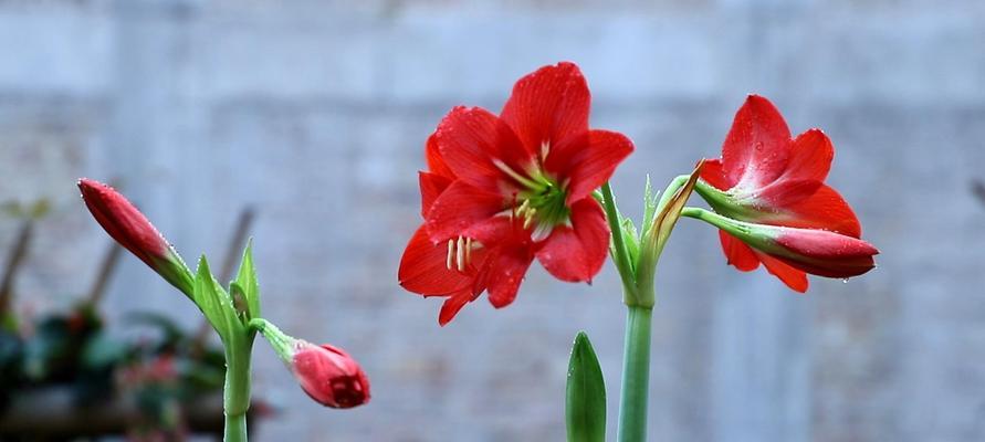 如何养护朱顶红花后（打造美丽花园的必备技巧）