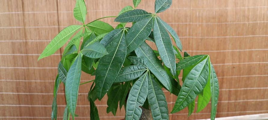 室内发财树的养护技巧（打造健康生长的绿色植物环境）
