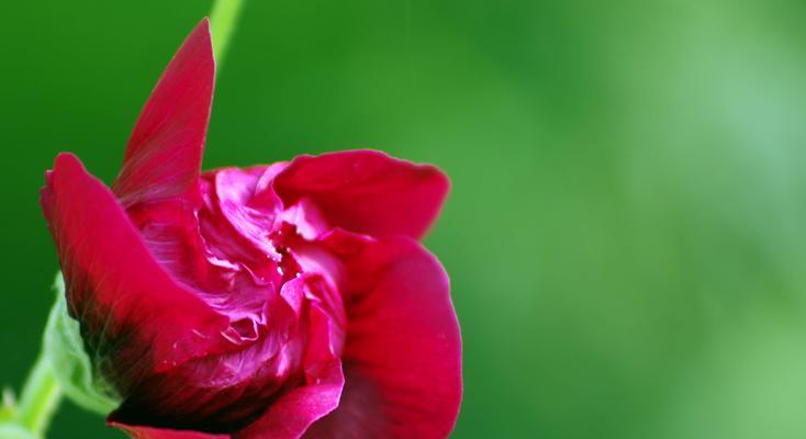 蜀葵花的种植与养护（打造美丽花园，从蜀葵开始）