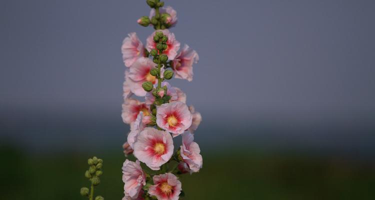 蜀葵花的种植与养护（打造美丽花园，从蜀葵开始）