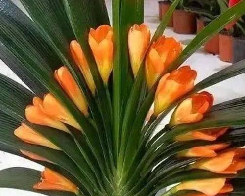 君子兰的开花季节与果实（探秘君子兰的繁衍生息方式）