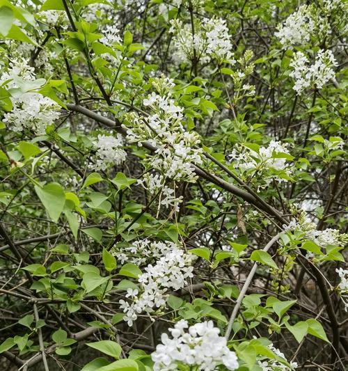 揭秘丁香花的丰富多彩颜色（从红、粉、紫到白，探究丁香花的神奇色彩）