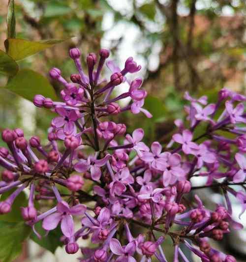 揭秘丁香花的丰富多彩颜色（从红、粉、紫到白，探究丁香花的神奇色彩）