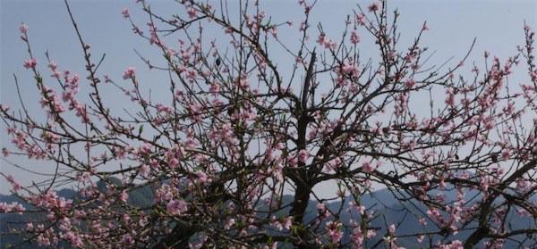 如何种植与管理健康的桃树（桃树生长周期及优化方法，）