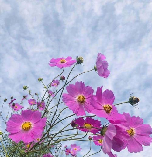 如何成功种植格桑花？（栽培技巧和注意事项）