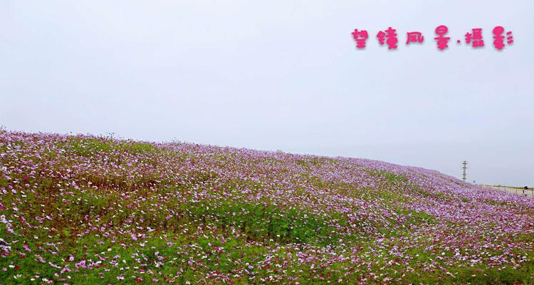 如何成功种植格桑花？（栽培技巧和注意事项）
