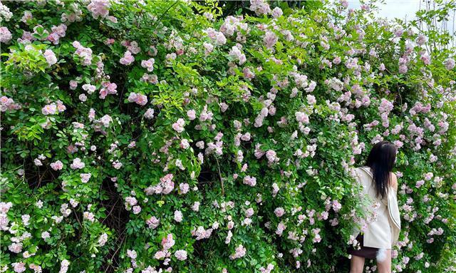 蔷薇花种植全攻略（如何种植蔷薇花，让它在你家花园里绽放？）