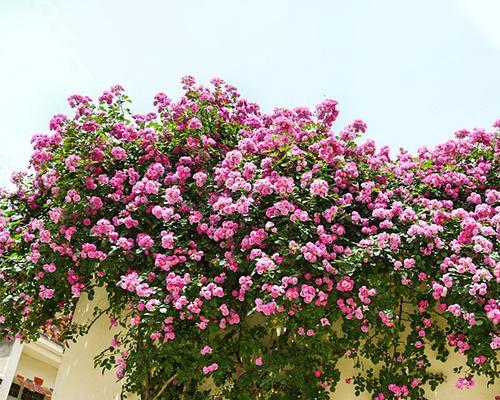 蔷薇花种植全攻略（如何种植蔷薇花，让它在你家花园里绽放？）