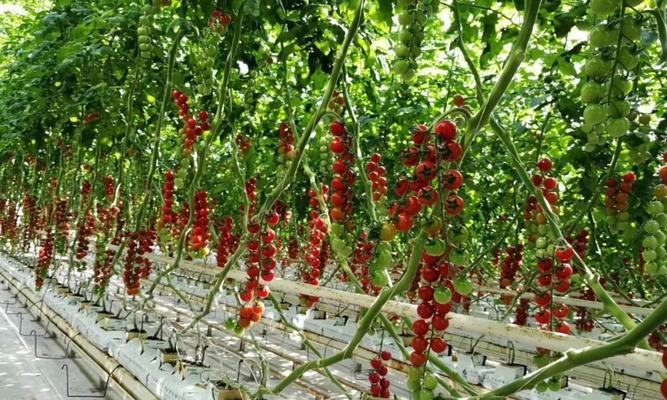 无土种植，让花开得更美（无土种植的优势和技巧）