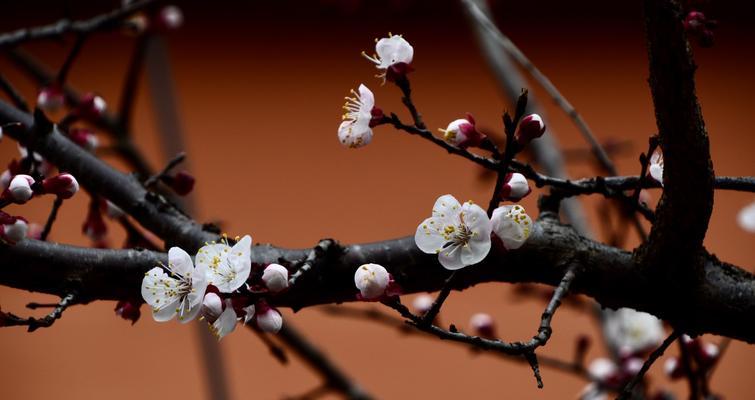 美人梅与梅花（探讨美人梅和梅花的异同，解析“美人梅”一词）