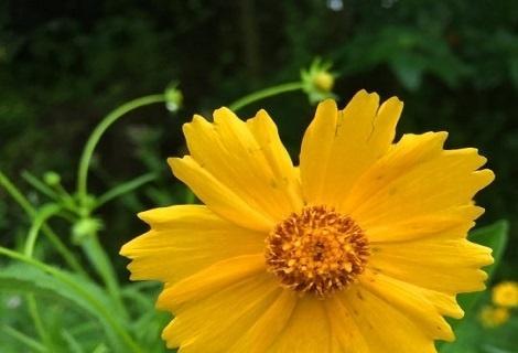 如何成功养殖蓬蒿菊（了解蓬蒿菊的生长环境及养护技巧）