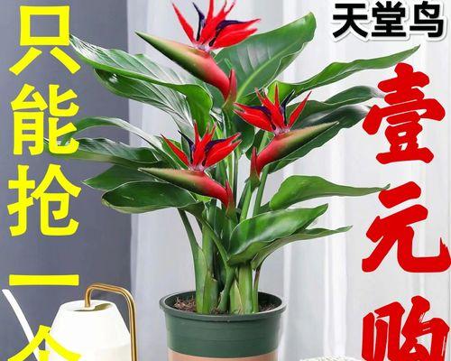 喜阴植物室内栽培指南（让你的家居空间更加绿色、清新）