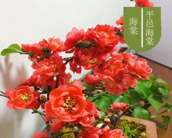 四季海棠花开花次数与观赏特点（探究四季海棠花一年开花时间，解读不同季节的花期特点）