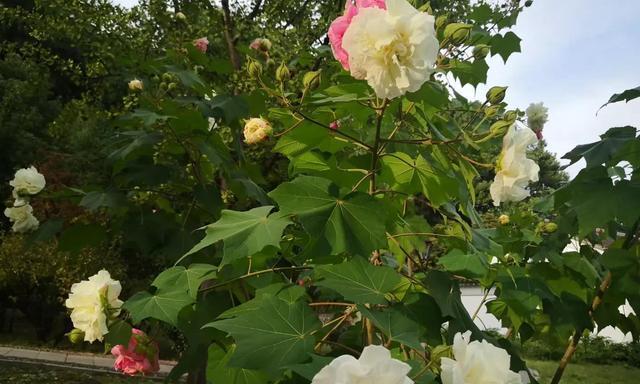 芙蓉花开放季节及美丽之姿（探寻芙蓉花开放的时间、场所、特点及文化内涵）