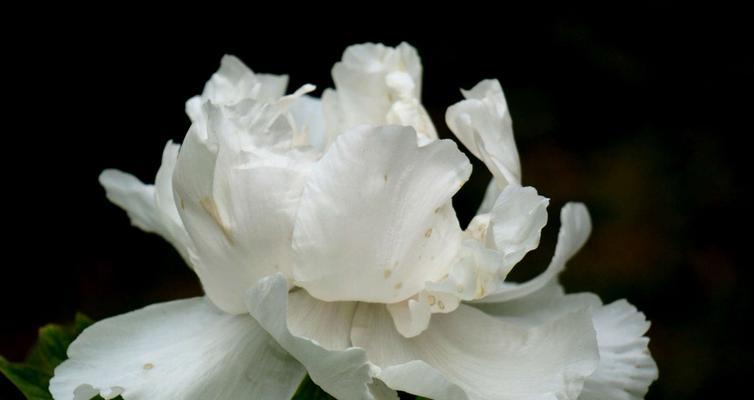 白色牡丹花的养殖方法