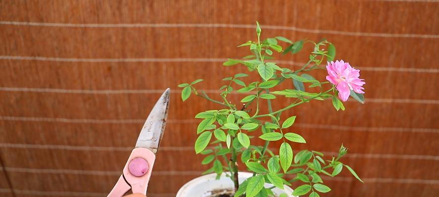 养护简单美丽常开的月季花品种推荐（挑选易养月季花，让花园更有生气）