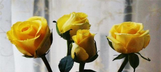 黄玫瑰花语（传递温暖与友谊）