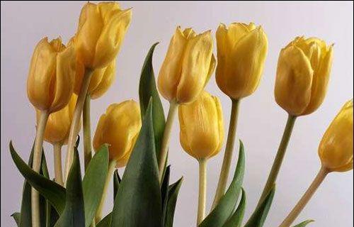 黄色郁金香的花语（用心感受，黄色的美丽）