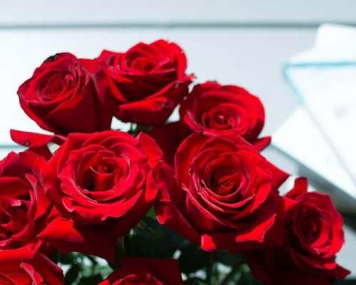 红色玫瑰花语——情人节必备的爱情信物（红色玫瑰传递的爱情语言，从古至今仍然鲜活存在）