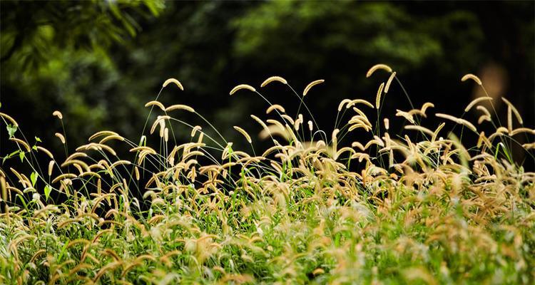 狗尾巴草花语的深刻寓意（领略自然之美，解读生命秘密）