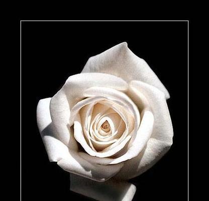 白玫瑰花语的深意（传达纯洁、真诚与无私的情感）