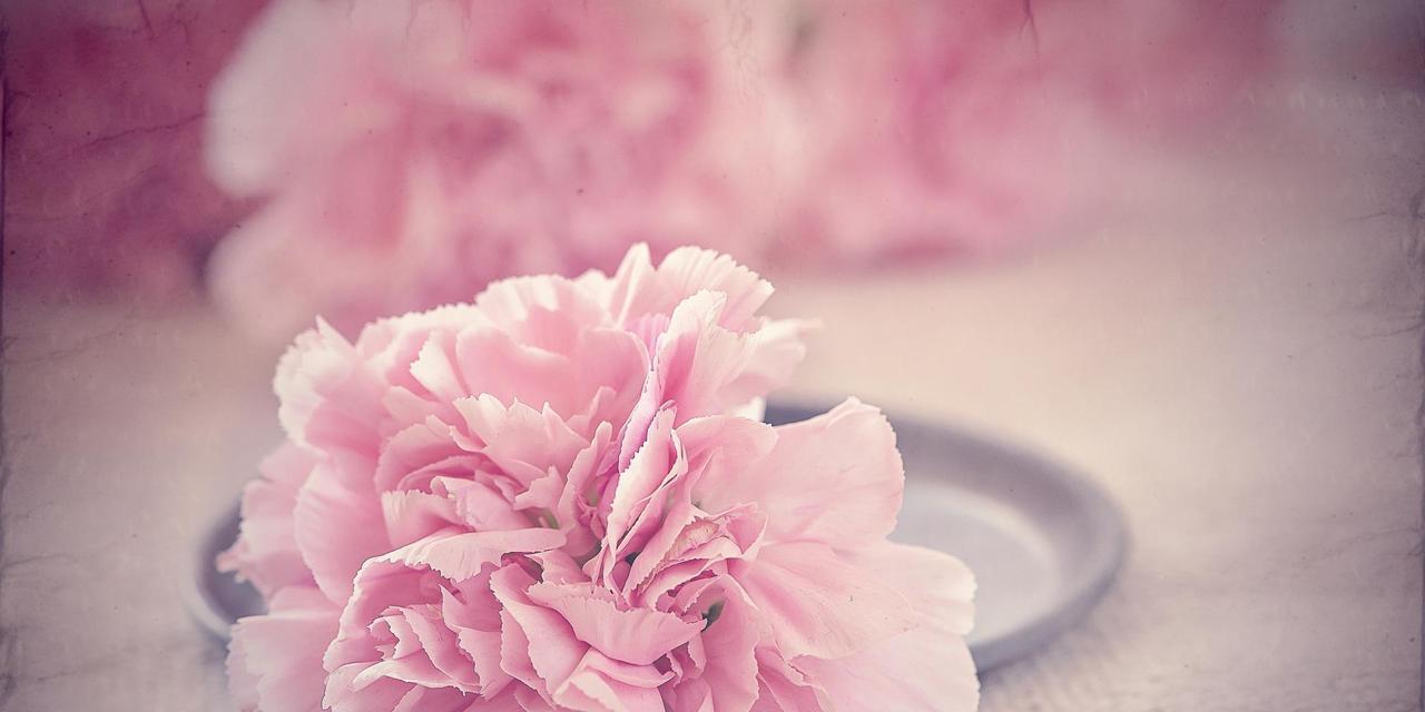 粉色康乃馨的花语（探寻花朵所传达的情感与象征）