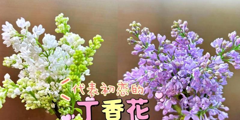 丁香花花语的深刻内涵（传承的美好祝福与生命的力量）