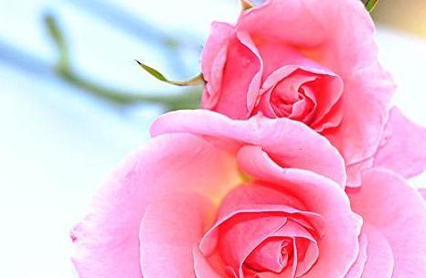 传承千年的玫瑰花语（从寓意到传说，了解玫瑰花的美丽秘密）