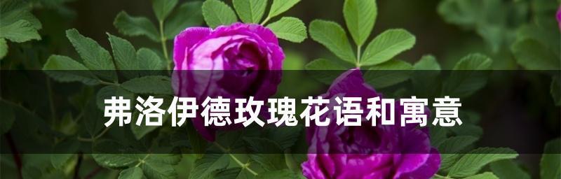 传承千年的玫瑰花语（从寓意到传说，了解玫瑰花的美丽秘密）