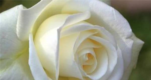 白玫瑰数量的含义（一朵、十二朵、九十九朵，代表着什么？）