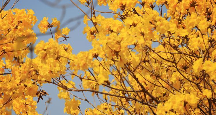 风铃花，传递清新与快乐的花语（风铃花花语、花型特征与神秘传说）