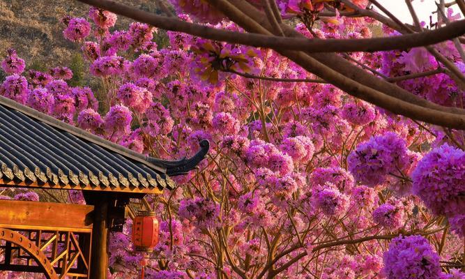 风铃花，传递清新与快乐的花语（风铃花花语、花型特征与神秘传说）