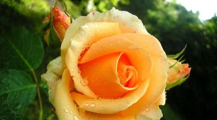 花语之玫瑰花的不同颜色（探寻玫瑰花背后的情感密码，了解玫瑰花的花语）